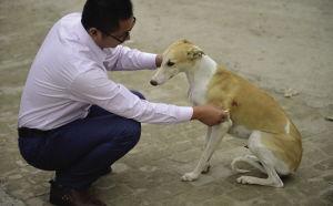 娱乐吃瓜酱细狗,娱乐吃瓜酱带你领略娱乐圈的酸甜苦辣