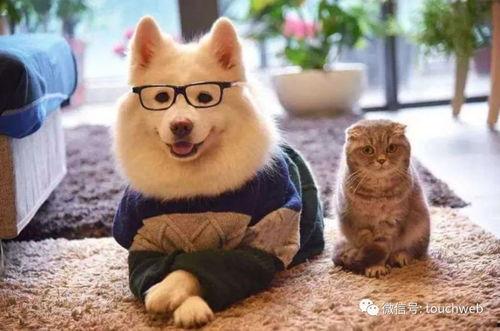 娱乐吃瓜君宠物,揭秘明星宠物的趣味生活